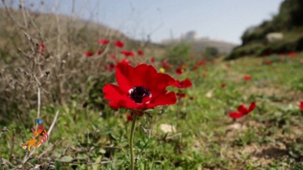 حسن ريماوي.. مصور يوثق بعدسته جمال الحياة البرية في فلسطين