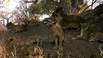 Türkçe Hayvan Belgeseli - Aslan Krallığı