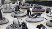 Male penguins search for the perfect pebble to woo female birds with as mating season begins