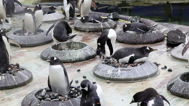 Male penguins search for the perfect pebble to woo female birds with as mating season begins