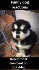 The best Funny dog videos-Let us find funny dog videos