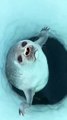 underwater Imagine ice fishing and then this little cutie pops up to say hello