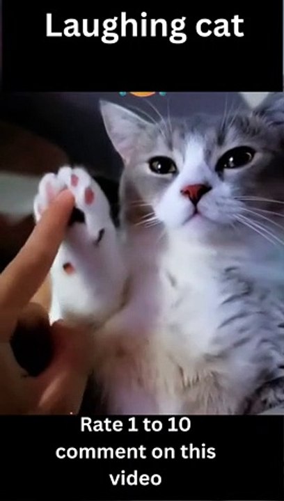 How to Outsmart Your Boss on Videos For Cat- videos for cat