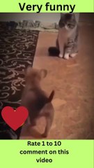 Meet the Steve Jobs of the Funny Animal Videos Industry- funny animal videos