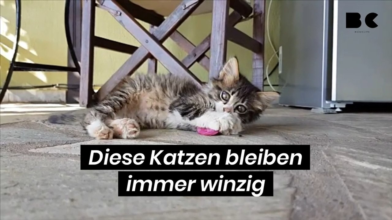 Diese katzen bleiben immer winzig