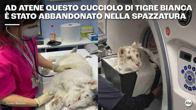 Ad Atene questo cucciolo di tigre bianca è stato abbandonato nella spazzatura