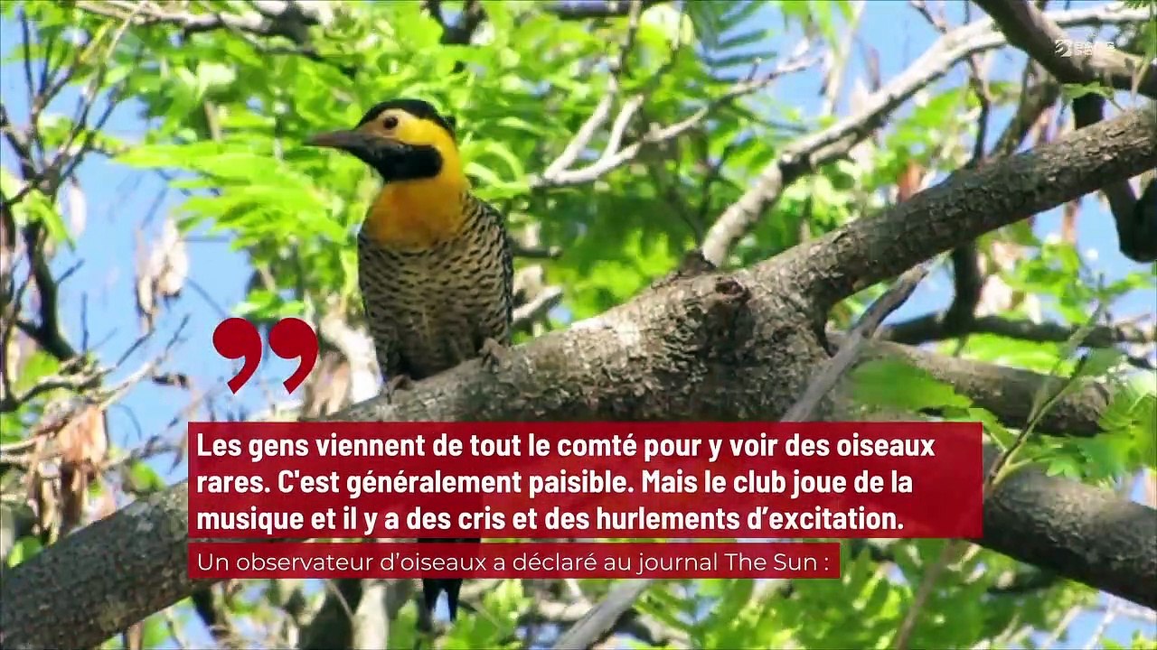 Un propriétaire d’un club pour adultes répond aux accusations de nuisances sonores qui perturbent les oiseaux !