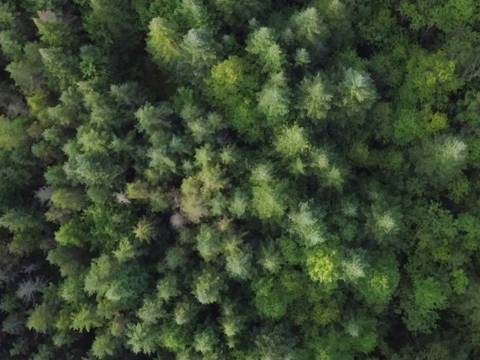 Umweltbundesamt: Vier von fünf Bäumen in deutschen Wäldern sind krank