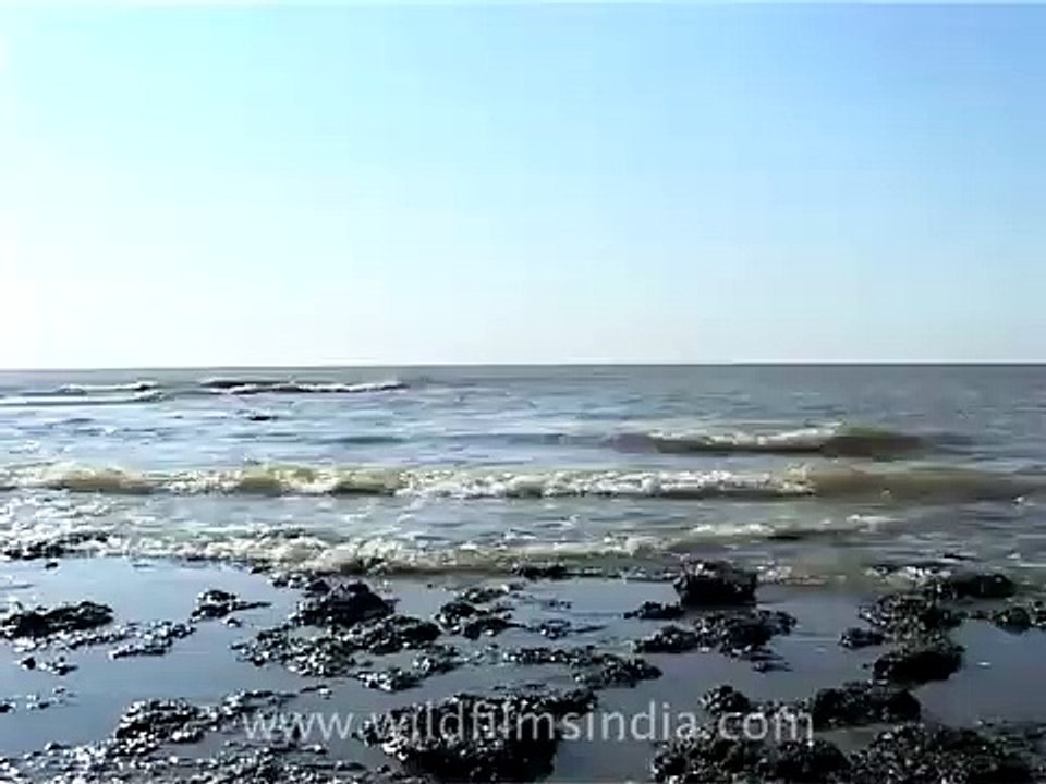 Ship recycling yard, Alang!