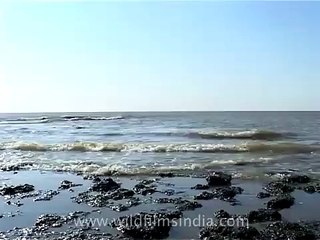 Ship recycling yard, Alang!