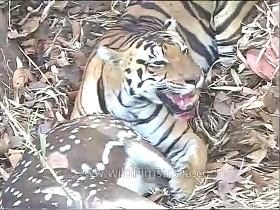 Tiger smiles in between bites of deer meat_