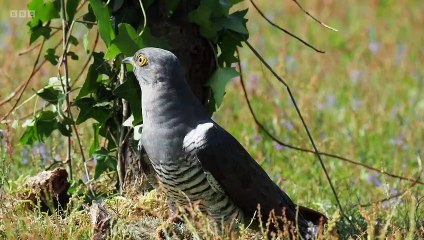 Chris Packham's Animal Einsteins episode 2