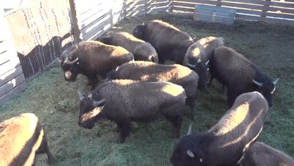 Trasladan media docena de bisontes a las grandes praderas