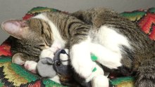 Sweet Cat Hugs His Plush Toy