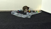 Cat Loves Playing with His Toys