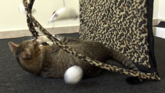 Cat Turned the Toy Mat Upside Down