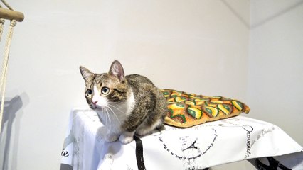 Funny Cat Shakes His Head