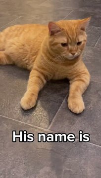 Cat walk #shorts #pets #cats #cat #funny #simbathecat #catvideos