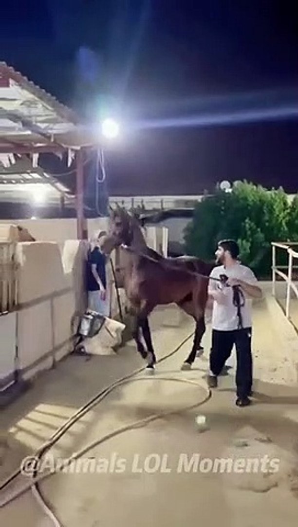 ⁣Funny Animals & Cute Pets Compilation - Animals Lol Moments #funnyanimals #shorts