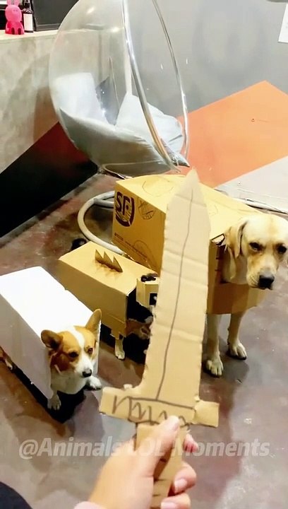 Funny Animals & Cute Pets Viral Videos Compilation - Animals LOL Moments #funnyanimals #shorts