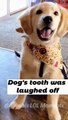 Funny Dogs & Cute Pets Viral Videos Compilation - Animals Lol Moments