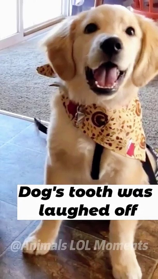 ⁣Funny Dogs & Cute Pets Viral Videos Compilation - Animals Lol Moments