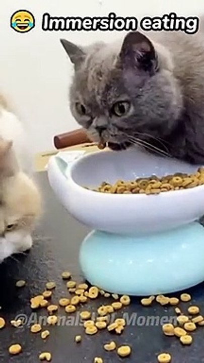 Daily Funny Animals & Cute Pets Viral Videos - Animals LOL Moments #funnyanimals #shorts