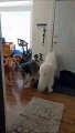 Crazy Funny Dogs Random Viral Reels-- #shortsvideo #amazing #funnydog #reels #trending #animals