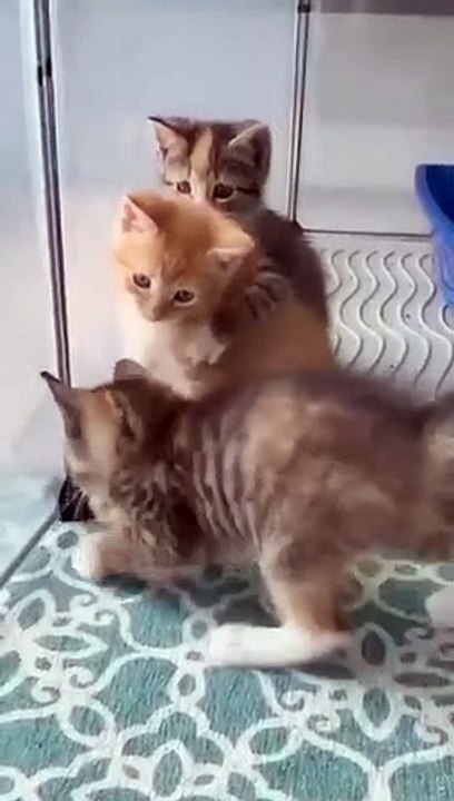 Best Funny Cute Kitten Random Viral Clips-- #shortsvideo #amazing #kitten #reels #trending #animals