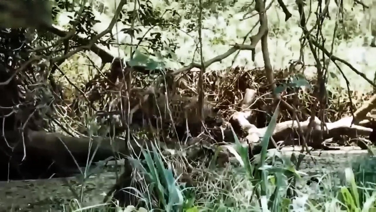 Tragedy! Elephant Mother Was Helpless When She Witnessed Her Child Being Tortured And Eat By Hyenas