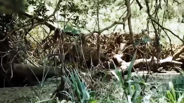 Tragedy! Elephant Mother Was Helpless When She Witnessed Her Child Being Tortured And Eat By Hyenas