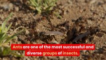 The Different Roles of Ants in a Colony