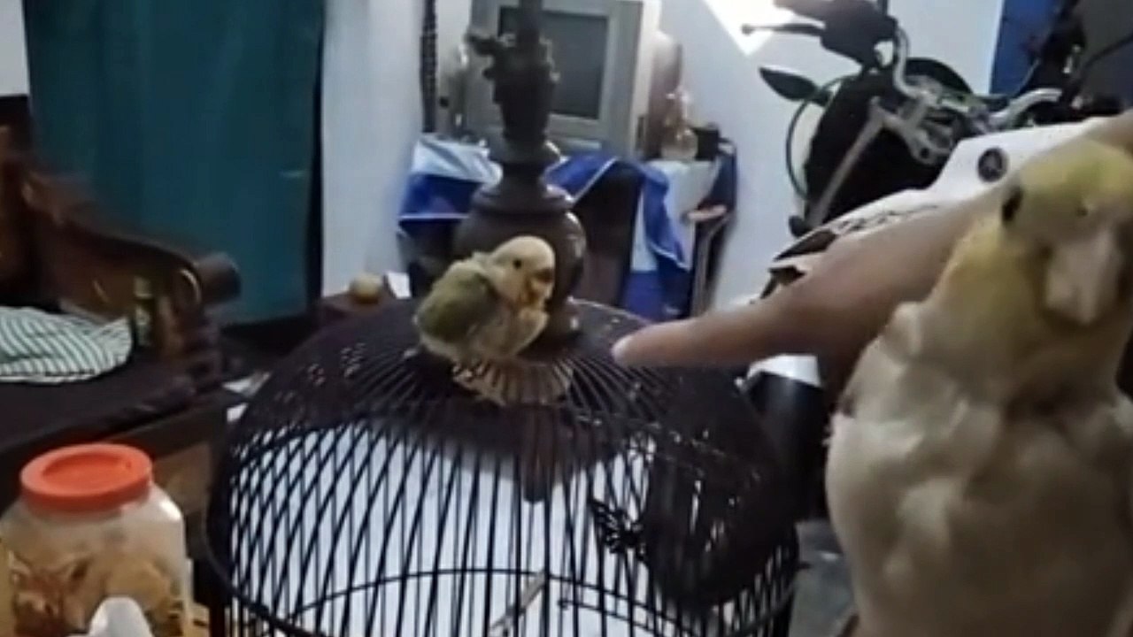 Cockatiel