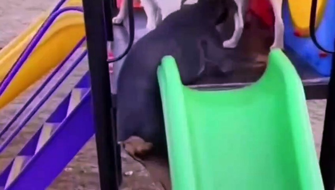 Funny Animals  2023 | Funny Cats And Dogs 2023 | Funny All Animals Videos
