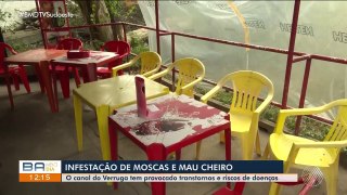 Infestação de moscas varejeiras é registrada em cidade da Bahia e preocupa moradores 'vontade de vomitar'  Bahia  G1-11450815