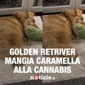 Cane drogato con una caramella alla cannabis