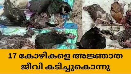 അജ്ഞാത ജീവി കടിച്ചുകൊന്നത് കരിങ്കോഴികൾ ഉൾപ്പെടെ 17 കോഴികളെ