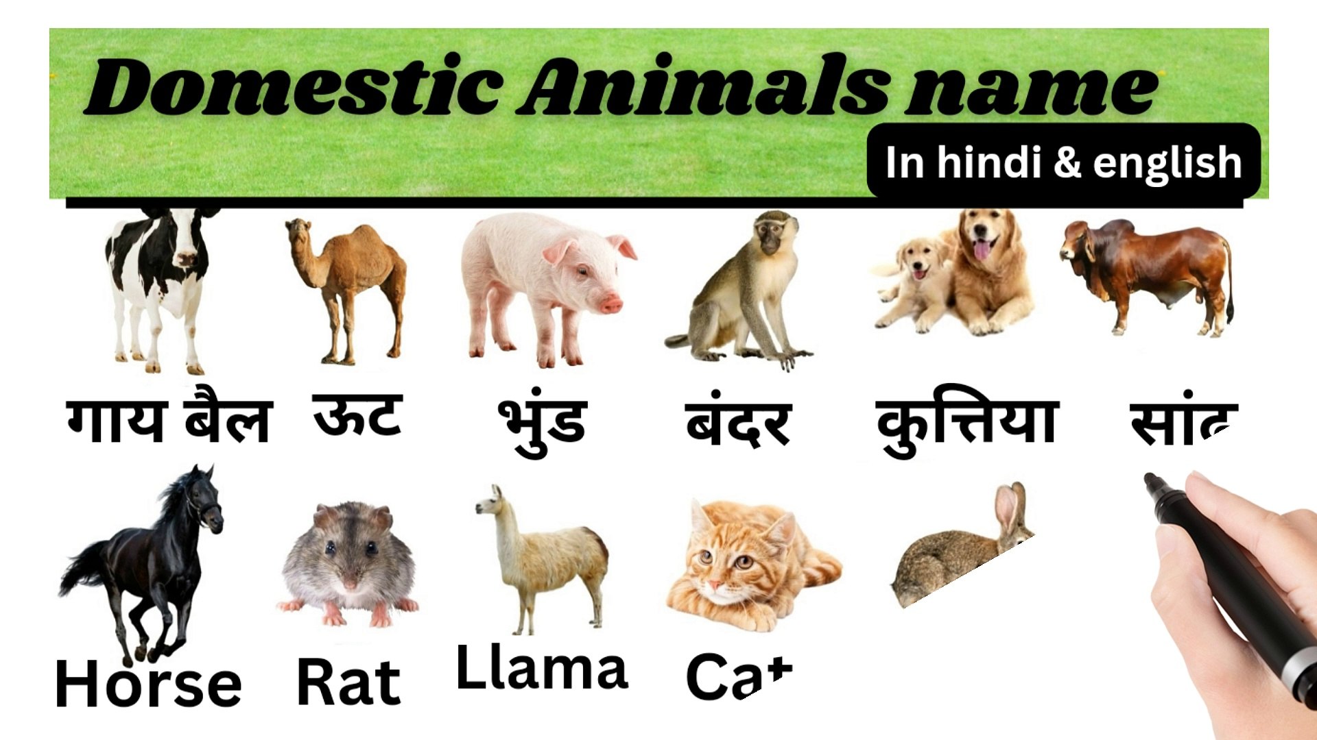 domestic-animals-meaning-in-hindi-informacionpublica-svet-gob-gt