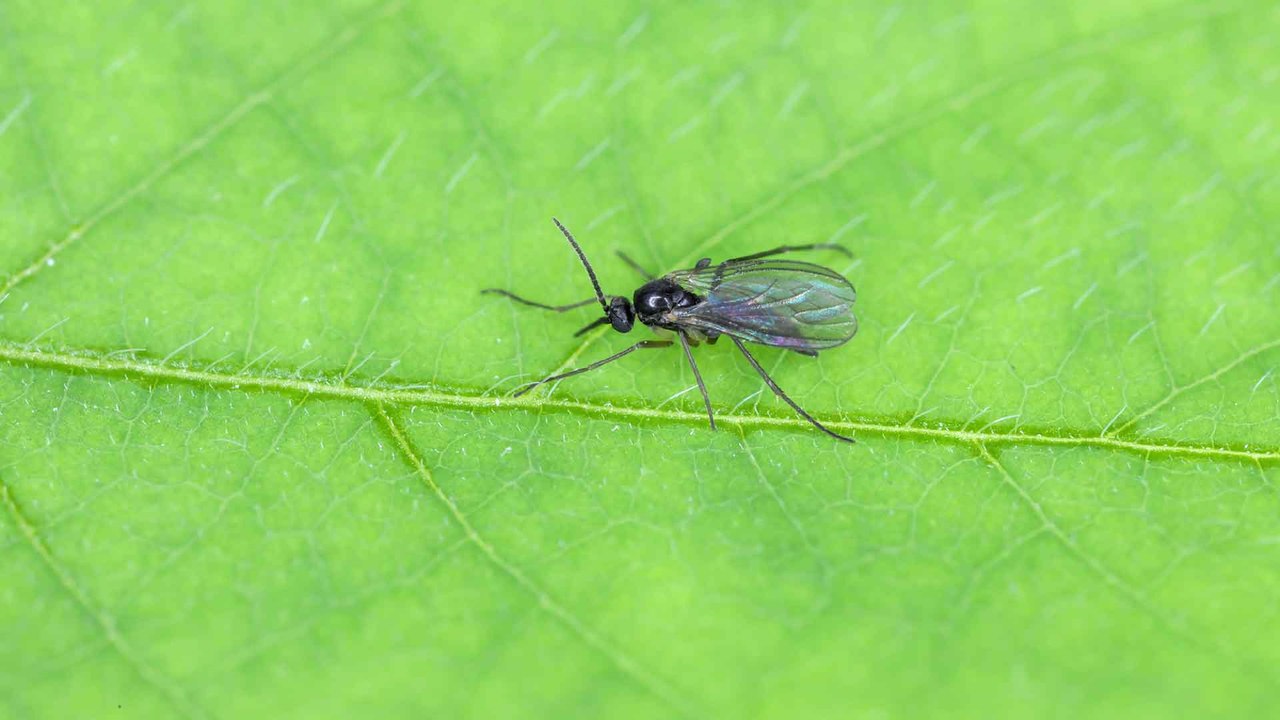 Trauermücken loswerden: Kennst du schon den Streichholz-Trick?