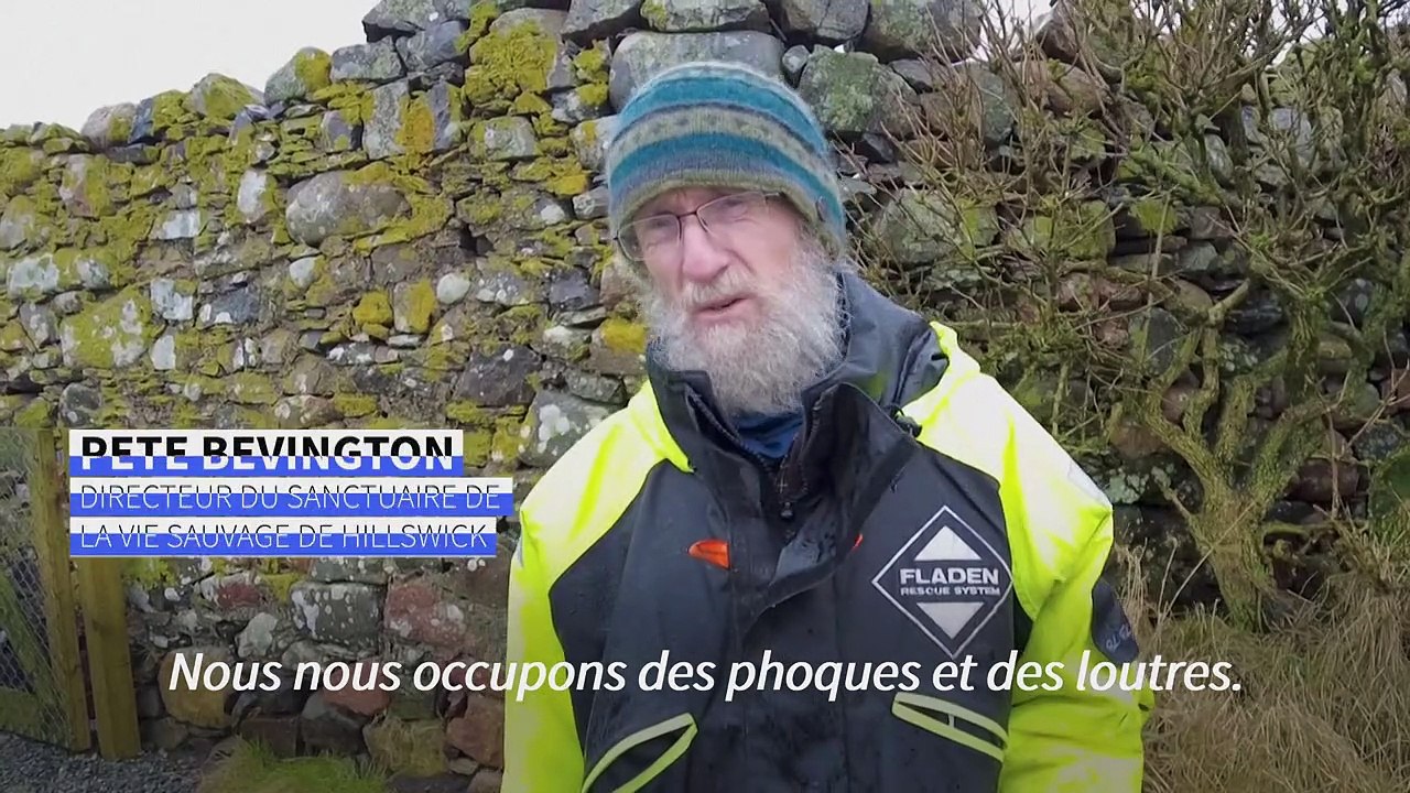 L'aggravation de la pollution menace les phoques, selon les sauveteurs des Shetland