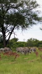 Zebras to the left of me, Impalas to the right… here I am, stuck in the middle with you.