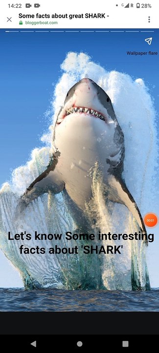 Shark's life