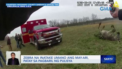 Zebra na inatake umano ang may-ari, patay sa pagbaril ng pulisya | Saksi