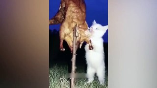 Funniest Pets compilation 2023