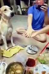 Los Mejores Videos de Gatos Chistosos 2023 #467