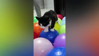 Funniest Animals 2023  Best Funny Cats and Dogs  Part 26 _ Cute Land