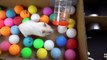 Hamster Escapes the  Creative Maze for Pets in real life  in Hamster Stories
