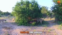 Hyenas Try Dragging Lion Off Buffalo By Its Tail