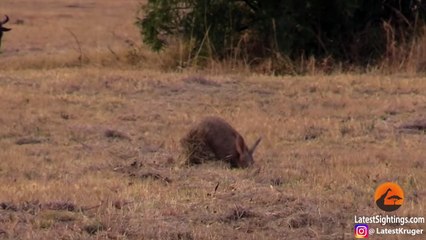 Aardvark (Anteater) Tries to Outrun Hyena in an Epic Chase!