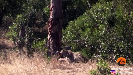 Hyena Indirectly Saves Impala from Leopard